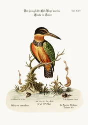 Der gefleckte Eisvogel, 1749-73